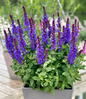Salvia nemorosa 'Marvel Dark Blue'
